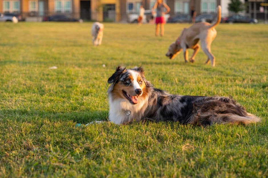 Does a Bigger Dog Need More Walking?