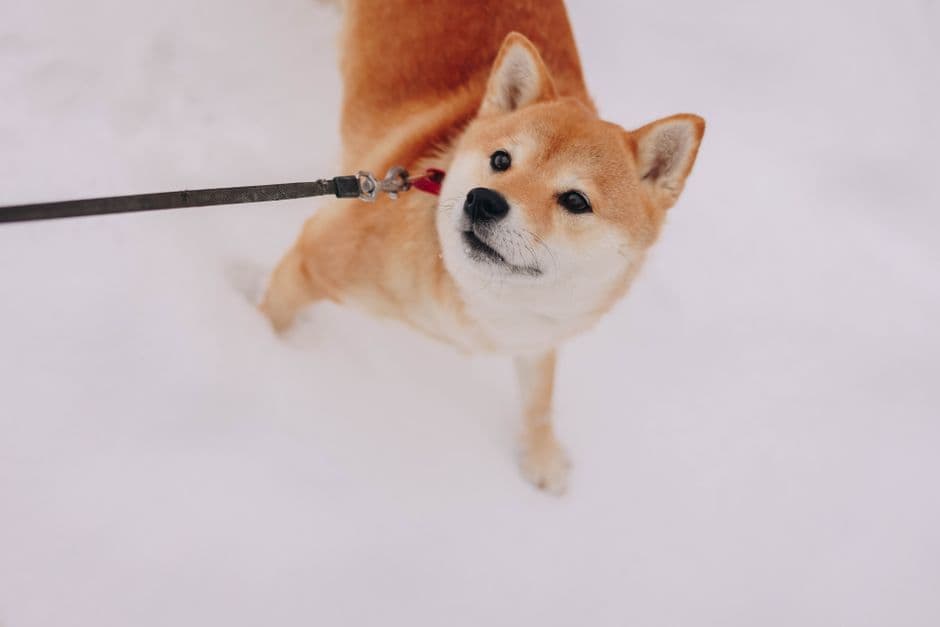 How Cold Is Too Cold to Walk a Dog?
