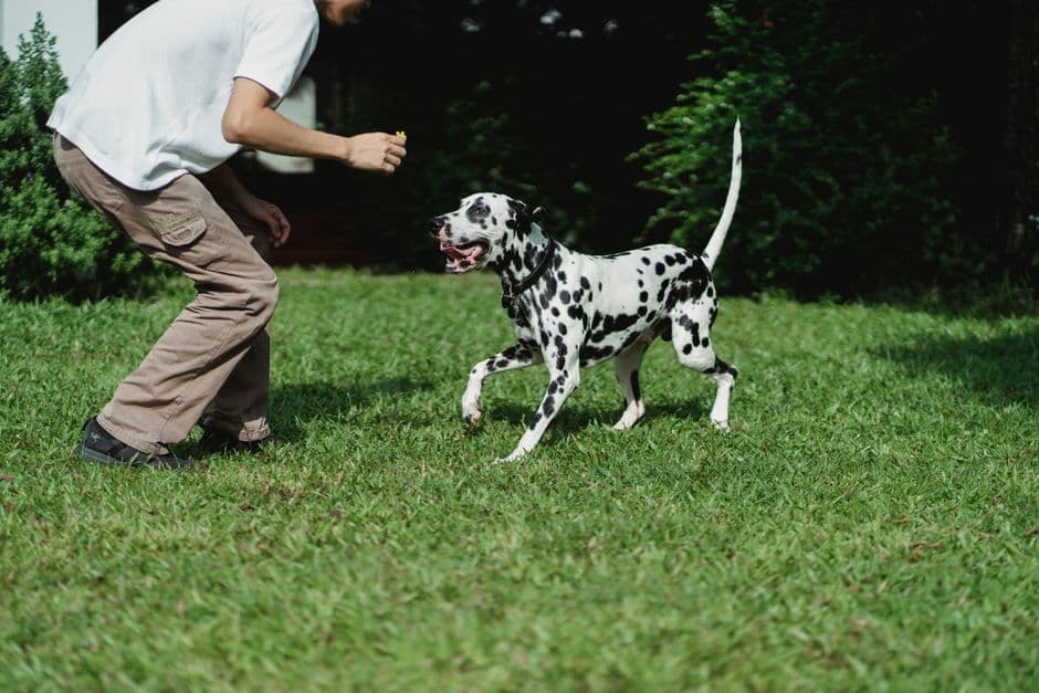 So lehren Sie einen Rückruf, dem Hundehalter vertrauen können