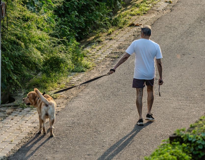 When Is a Dog a Senior? Size Matters