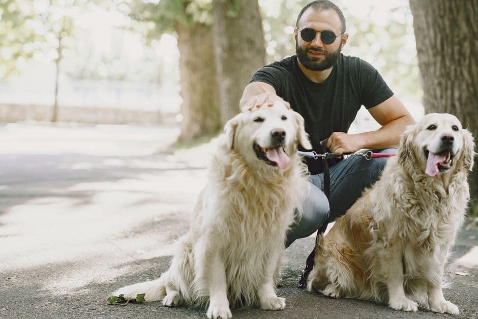 The Best Dog Walking Routine by Breed: Complete Guide