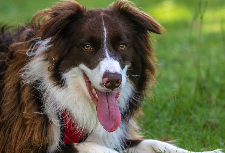 Border Collie Puppy Exercise: Age-by-Age Guide
