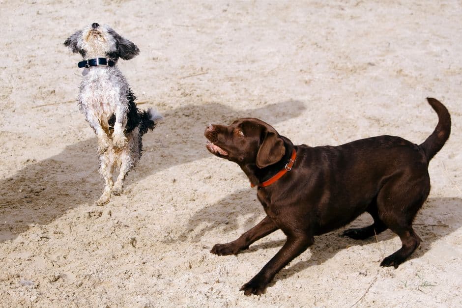 Dog Aging Research and Keeping Dogs Active for Life