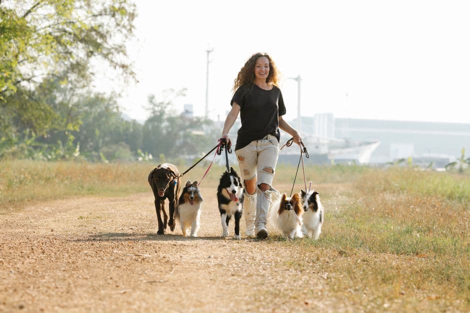 How Smart Tracking Helps Monitor Your Dog's Health Through Walks