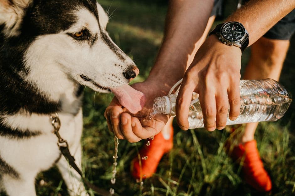 How Hot Is Too Hot to Walk a Dog by Breed?