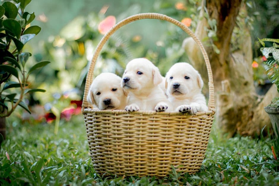 How Many Steps Does a Labrador Need Per Day?