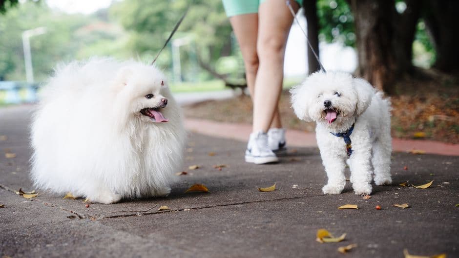 How Many Steps Should a Dog Walk Per Day?