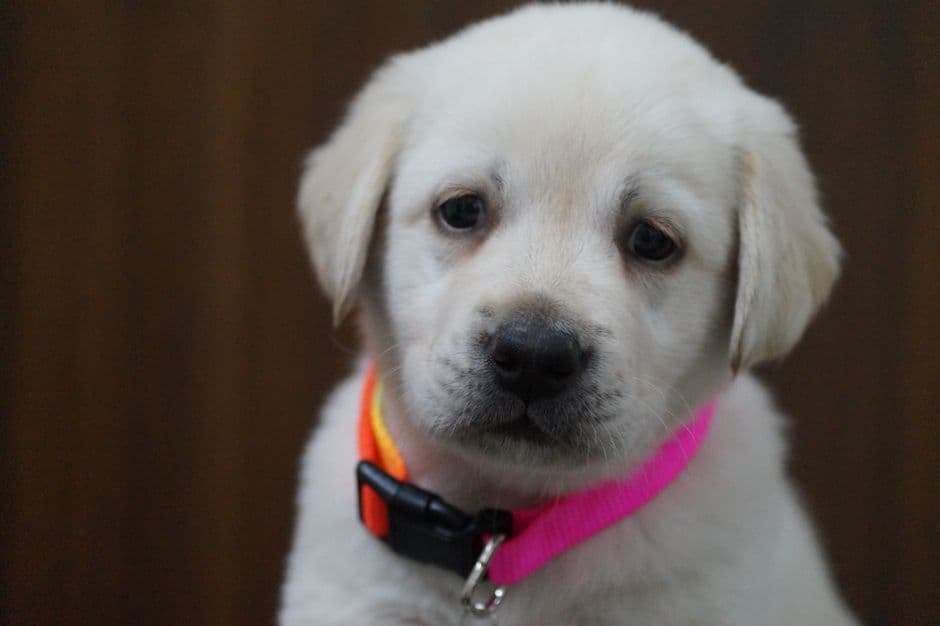 How Much Labrador Exercise Does a Lab Need Daily?