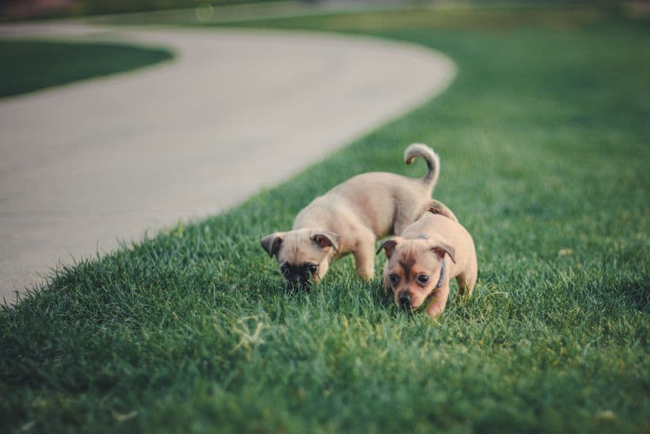 How Much Should You Walk a Puppy?