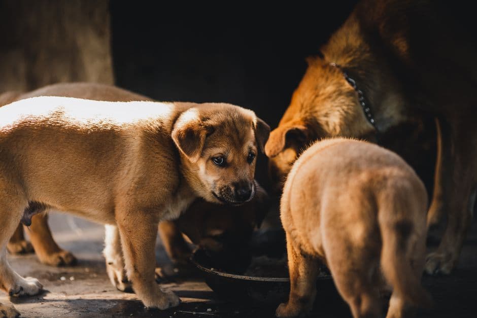 How Much to Feed a Puppy by Size and Growth Stage