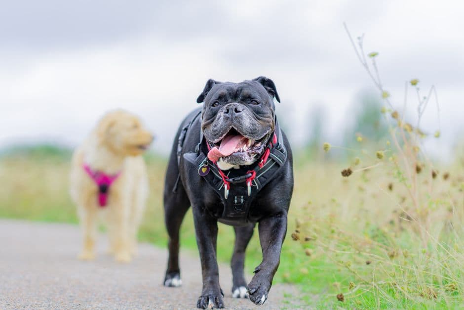 How to Exercise an Overweight Dog Safely