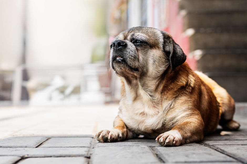 Is My Dog Overweight? BCS and Portion Tips