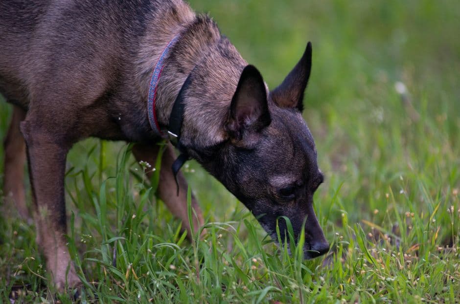 Scent Work for Dogs at Home: Easy First Steps
