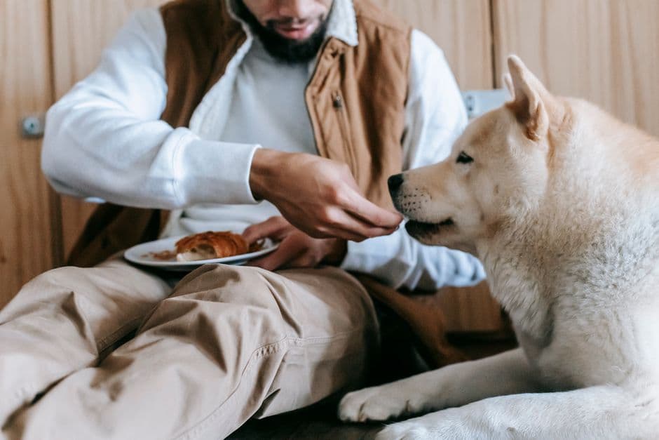 Senior Dog Feeding Guide: When to Adjust Meals