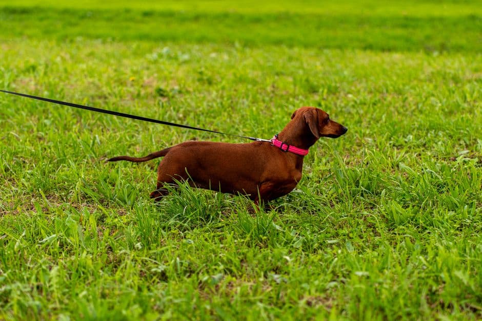 Small Dog Healthy Weight: Daily Routine Basics