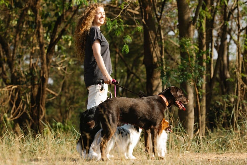 Why a Sniffari Dog Walk Tires Dogs Out Faster