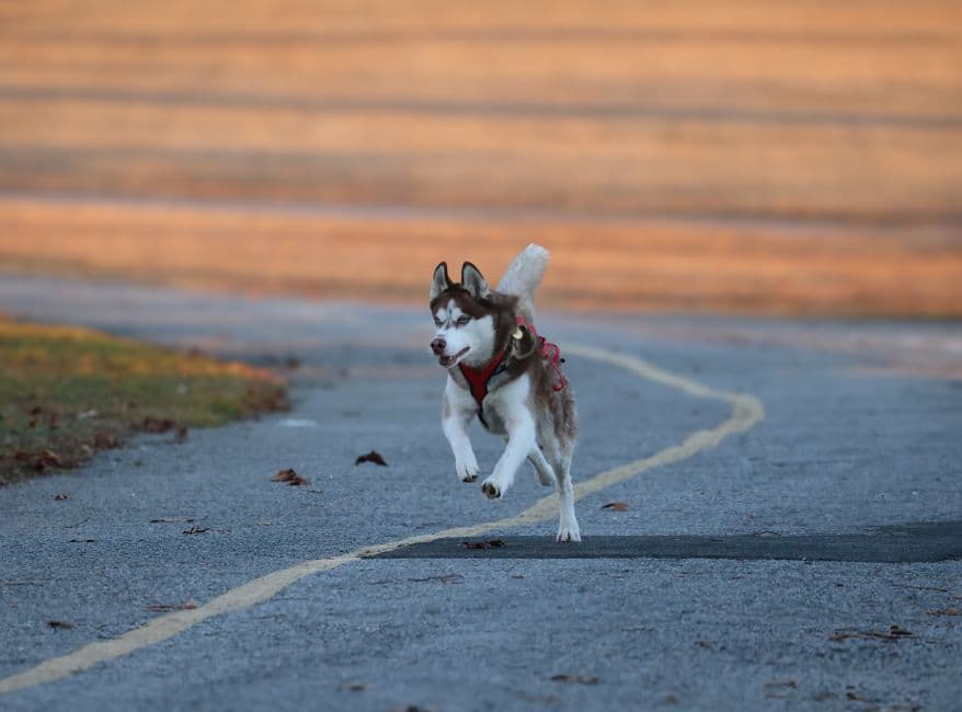 Why One Daily Step Goal Doesn't Fit Every Dog
