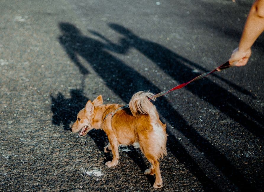 Why Your Dog Needs a Personalized Walking Plan (Not Just "More Walks")
